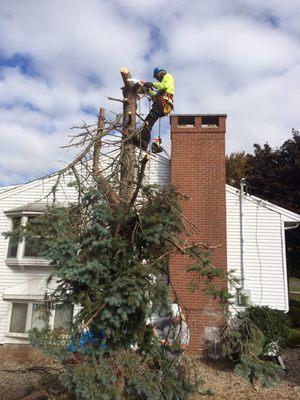 Spruce Take down we can do the job small or large call us.