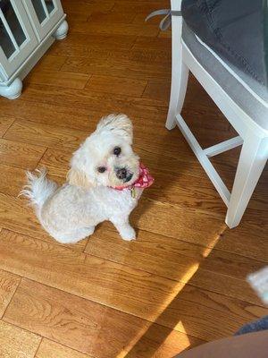 Daisy with a fresh haircut from Groomingdales.