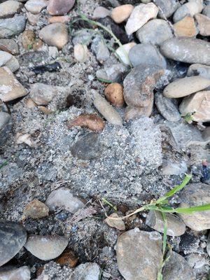 concrete they dumped in the yard on our rocks. it's now all cemented together