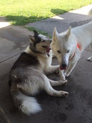 Aries played in the mud and met another husky friend today