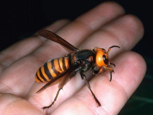 European hornet