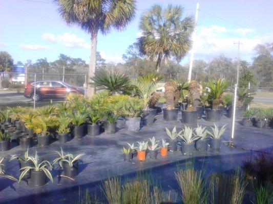 Gulf Coast Landscaping & Supply LLC/Wakulla Sod and Nursery  Crawfordville, FL
Landscaping  Nursery  Garden Supplies