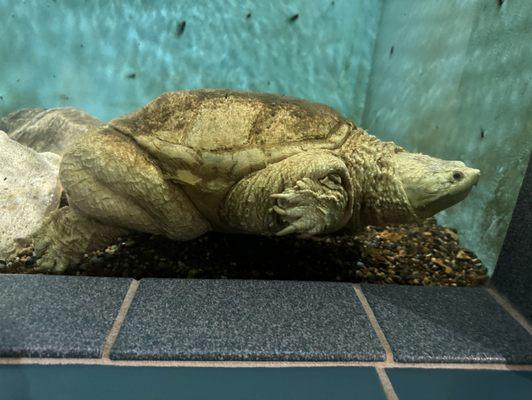 Mis Piggy the Alligator Snapping Turtle