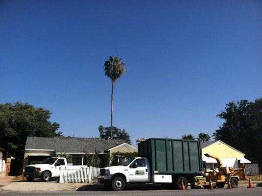 Palm Tree Service