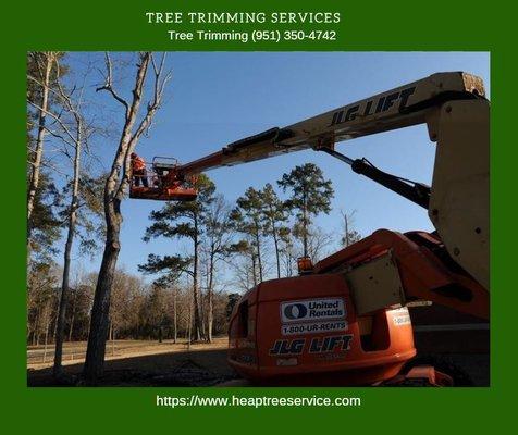 Tree Trimming service in Murrieta, California