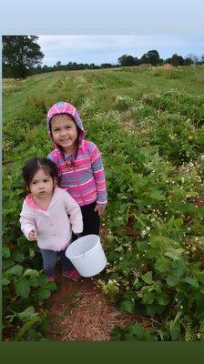 Kiddos lovin the pickin