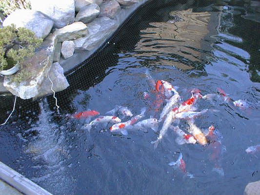 Koi Pond