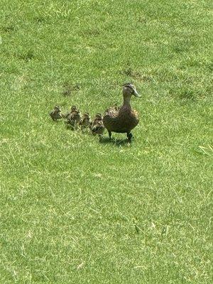 Little duckies frequent the lakes