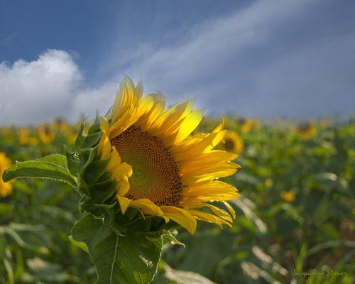 Sun and Water on the Petals by Jackie Stoner