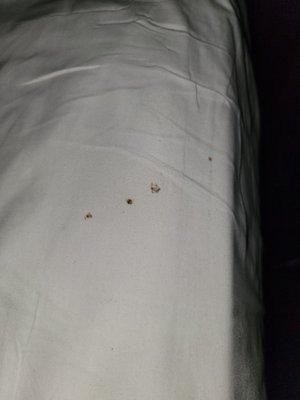 Blood stains in the bed.