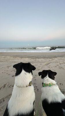 Two very happy dogs in their petsmart collars