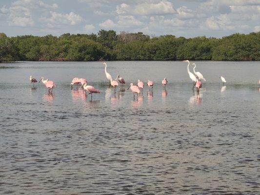 Eco-Tours are a great way to see the sights of the Sarasota Bay