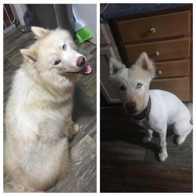 SHAVED husky. Without owners permission. DO NOT GIVE THIS COMPANY YOUR BUSINESS.