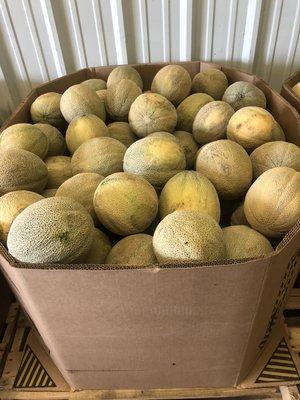 Fresh load of Cantaloupes in Today