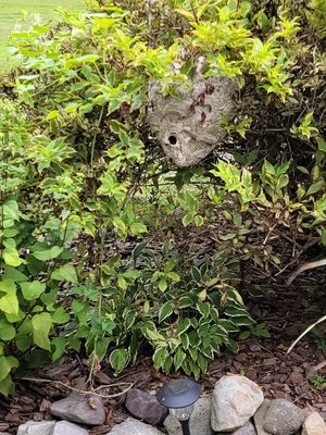 Bald faced hornets nest