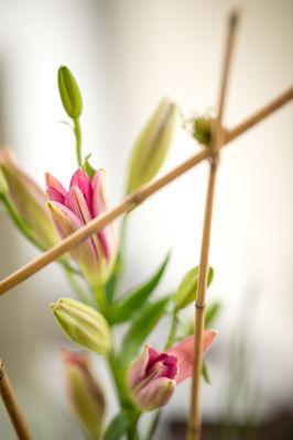 Pink lilies that will bloom over the next few days!