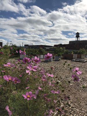 Crops and flowers