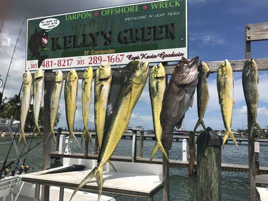 Mahi Mahi and snowy grouper.