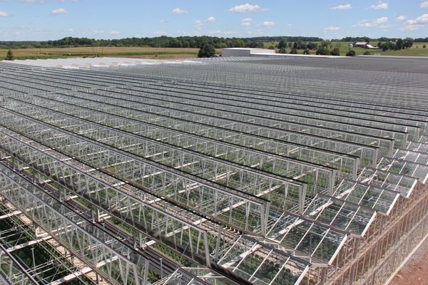 An overhead shot of the greenhouse with a view of our mums growing inside.