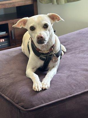 Bentley showing off his pretty mani!