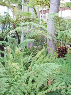 Courtyard ferns