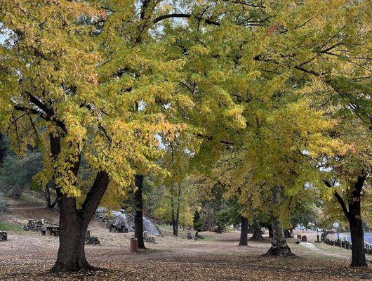 Fall foliage