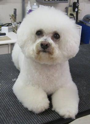 Lilla, the hairdresser's bichon.