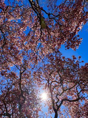 Sky Blue Cherry Blossoms.