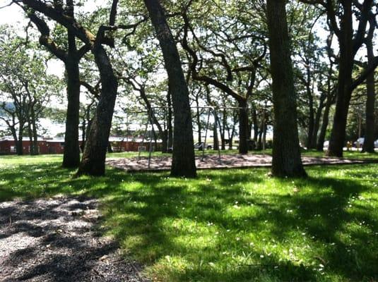 Swings among the oak trees