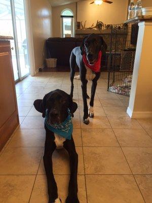 They always come home squeaky clean and with adorable bandanas!