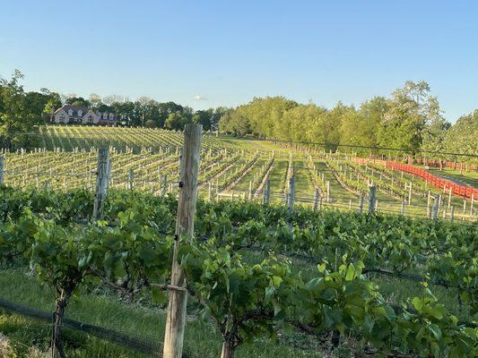 17 acre Estate Vineyard in beautiful Washington County! South facing slopes, cool breezes, limestone and clay soils, 10 varieties