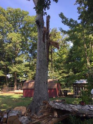 Storm Damage Removal Massive 4 ft White Oak