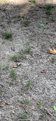 After the rain, you see all the stones and other junk in the topsoil.