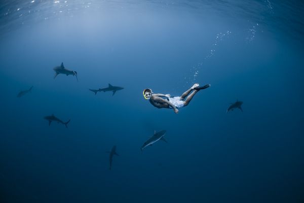 Snorkeling with sharks in hawaii