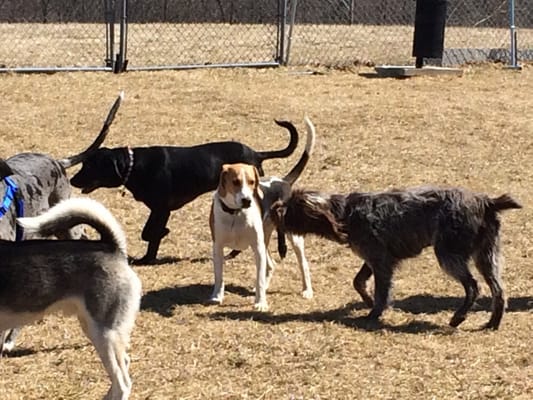 Ringo loves the dog park!!!