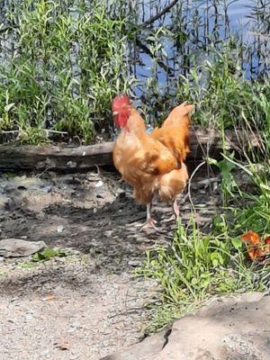 Chicken just hanging out