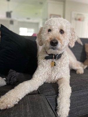 Hank, the double doodle