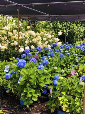 Our Hydrangea House