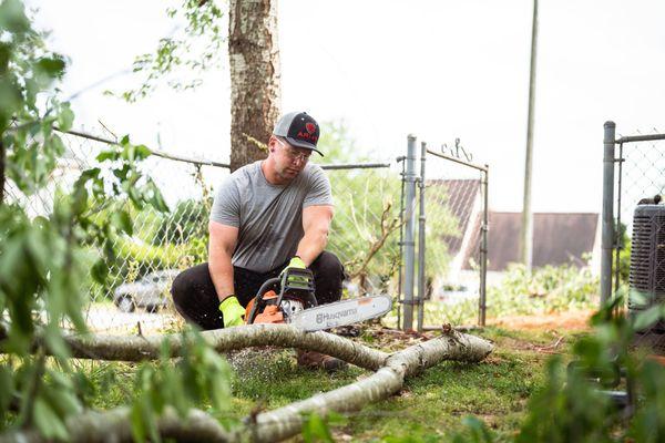 James making cuts before hauling off a felled tree