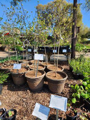 Intermountain Nursery