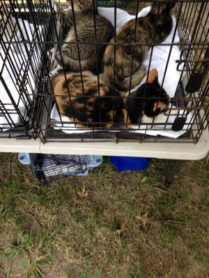 Some of the kittens up for adoption from Luv Your Dog. I adopted the kitten with the tigeresque fur!