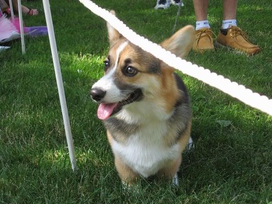 Pride of Pets Dog Show, 2007