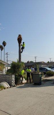 Second palm tree removal in progress.