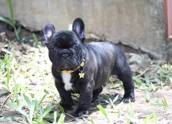 Playful, loyal, and oh-so-French! Bulldog puppy for sale - ready to capture your heart."