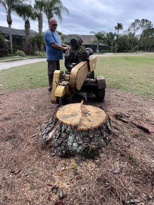 Big stumps are no problem for Andy, call on him and he is there for you