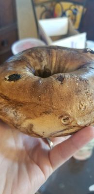 A nice warm cinnamon raisin bagel