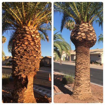 Canary Island Date Palm