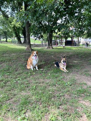 Our Aussie/Great Pyrenees (Blue) was fully groomed, bathed, and deshedded. Our German Shepherd (Red) was bathed and deshedded.