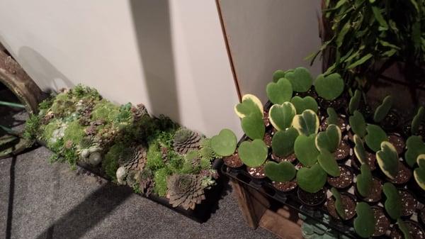 Small plants -- great to decorate business office and desk!