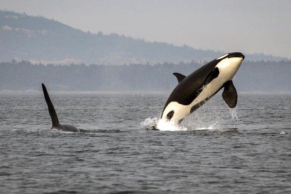 Orcas